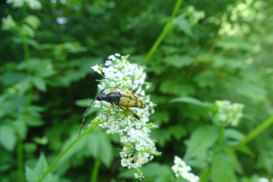 Rutpela maculata - tarkacsápú karcsúcincér
