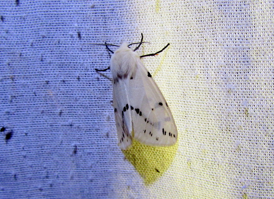 Spilarctia lutea - sárgás medvelepke