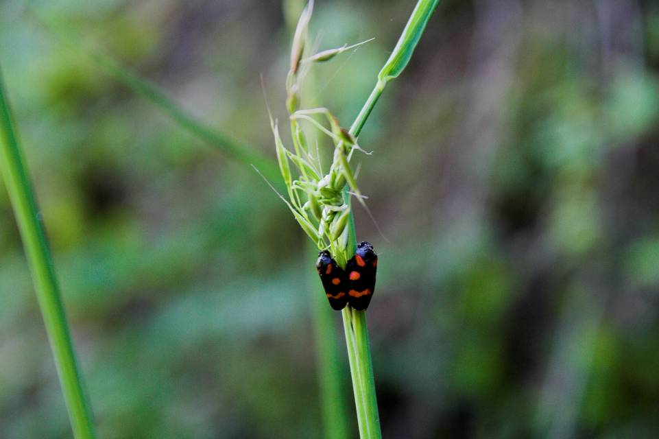Cercopis arcuata/sanguinolenta