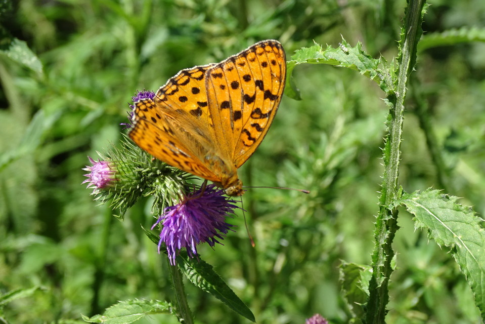 Argynnis adippe - ezüstös gyöngyházlepke