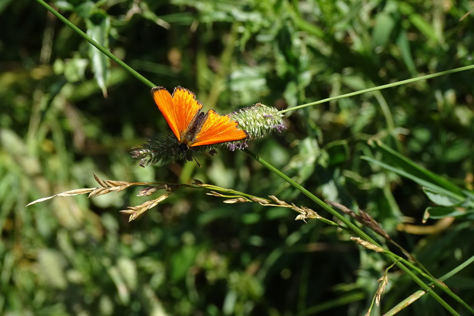 Lycaena virgaureae - arany-tűzlepke