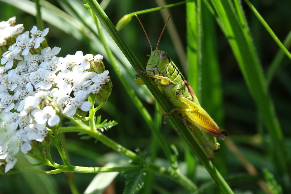 Pseudopodisma nagyi - Nagy-hegyisáska