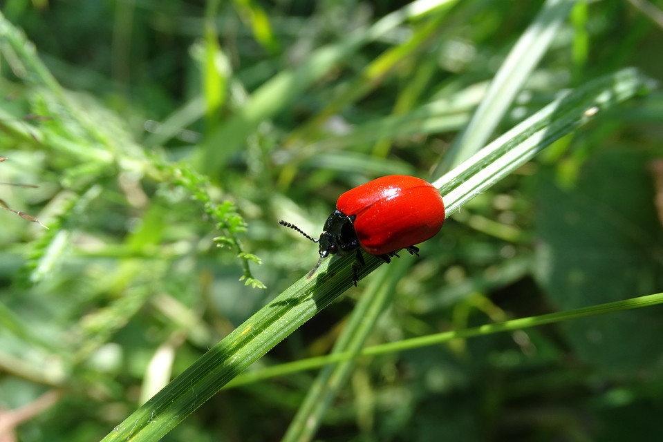 Chrysomela