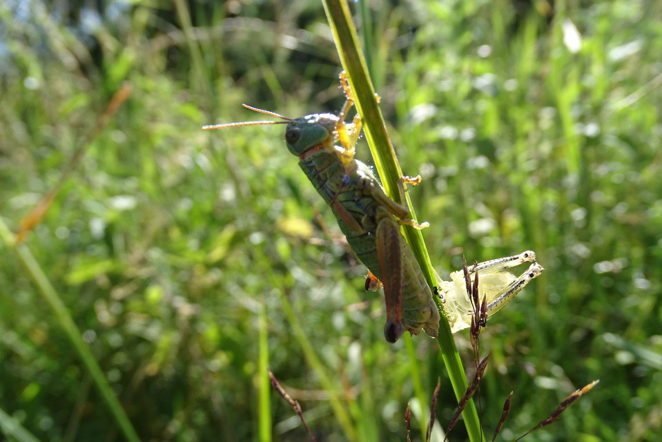 Pseudopodisma nagyi - Nagy-hegyisáska