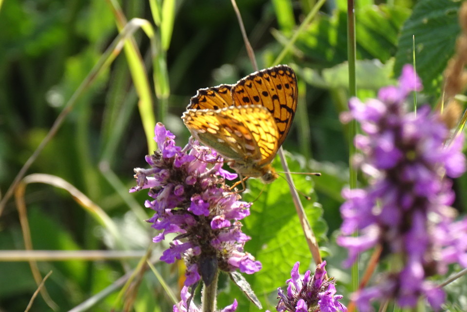 Argynnis aglaja - kerekfoltú gyöngyházlepke
