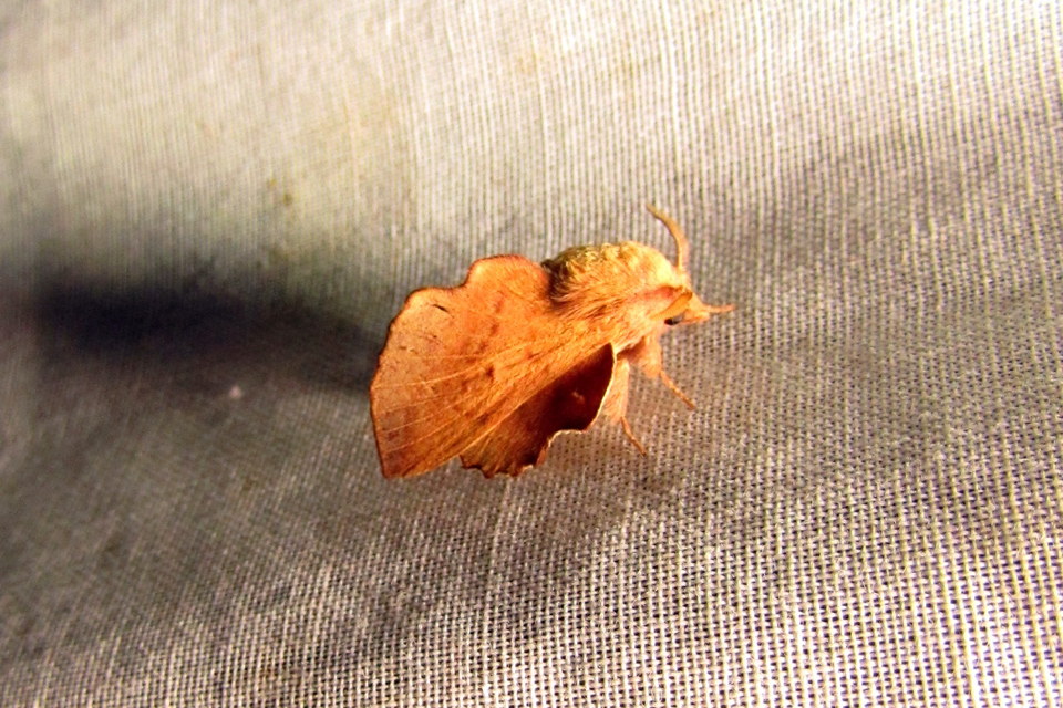 Phyllodesma tremulifolia - nyárlevélpohók