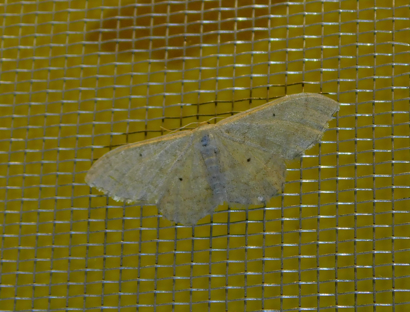 Idaea straminata - szalmasárga sávosaraszoló
