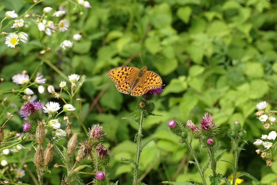 Argynnis adippe - ezüstös gyöngyházlepke