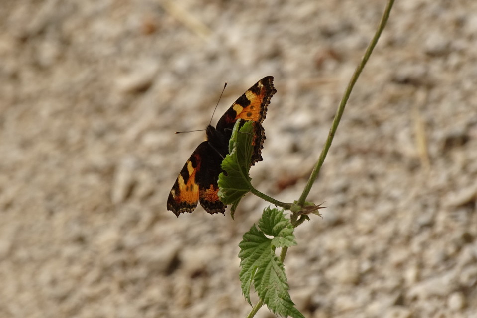 Nymphalis urticae - kis rókalepke