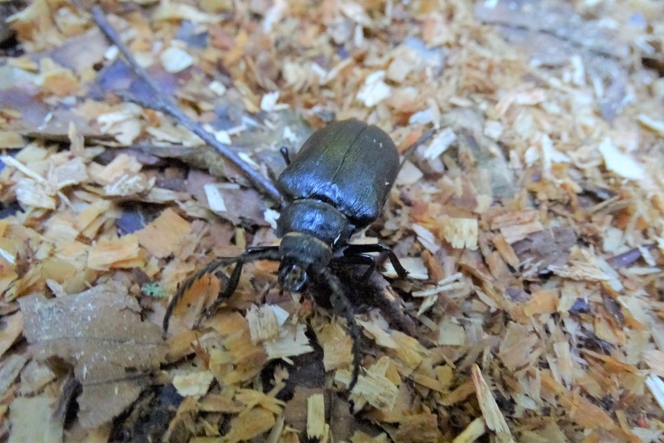 Prionus coriarius - csőszcincér