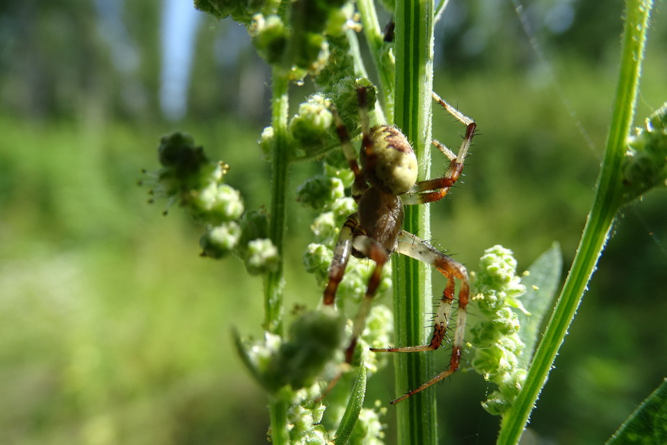 Araneus marmoreus - márványos keresztespók