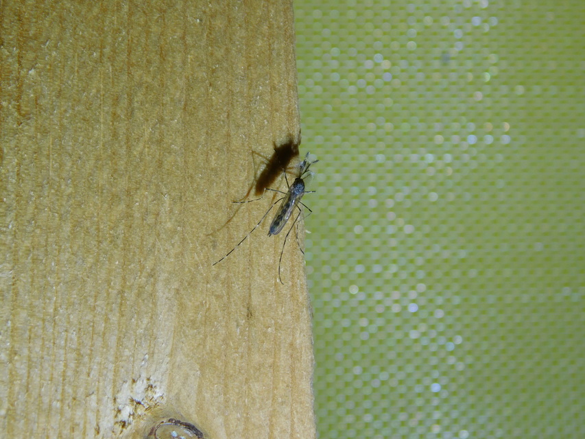 Culicidae - csípőszúnyogok