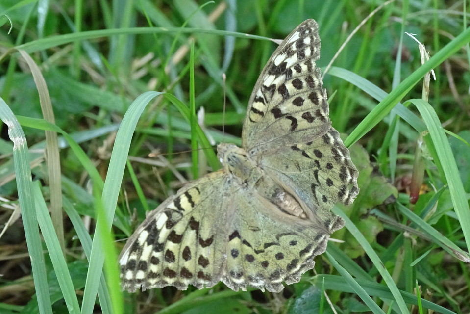 Argynnis pandora - zöldes gyöngyházlepke