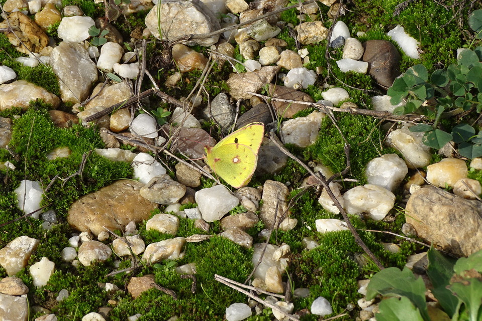 Colias erate - csángó-kéneslepke
