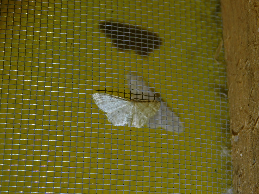 Idaea fuscovenosa - szürkeszélű apróaraszoló