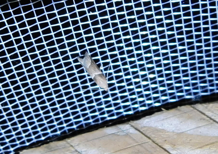 Nyctegretis