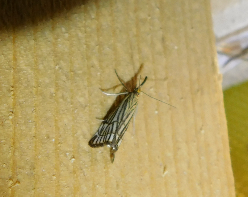 Chrysocramboides craterella - rácsos fűgyökérmoly