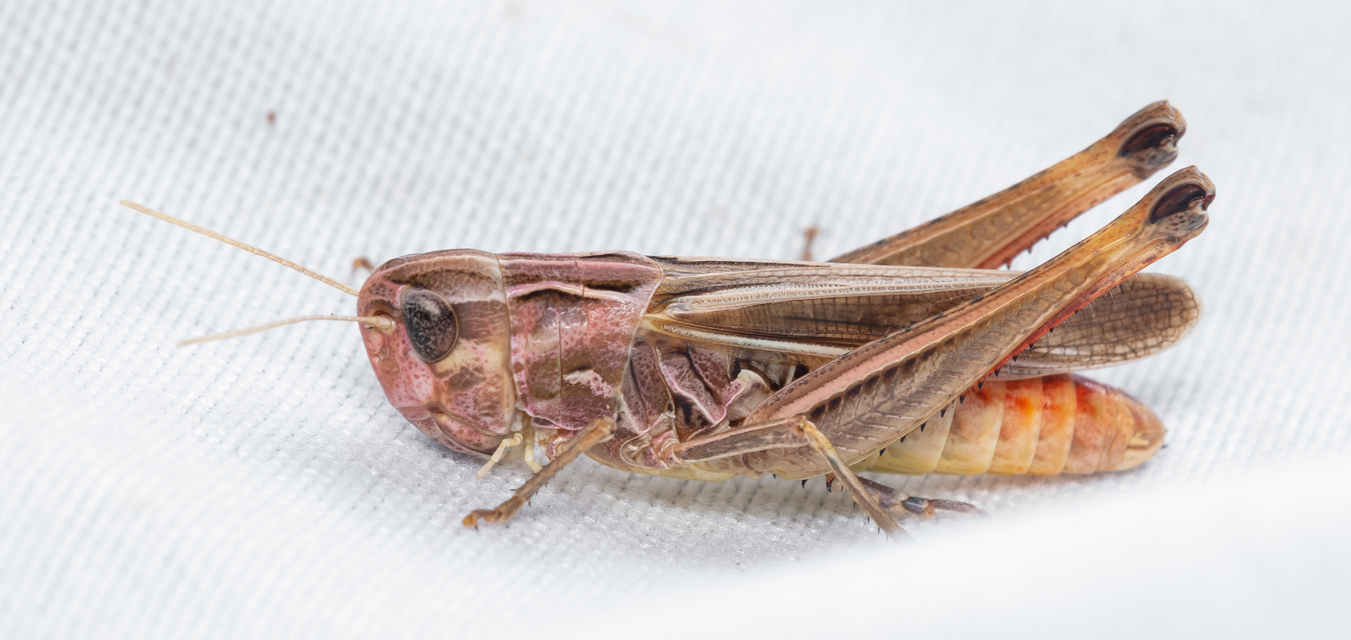 Stenobothrus lineatus - jajgató rétisáska