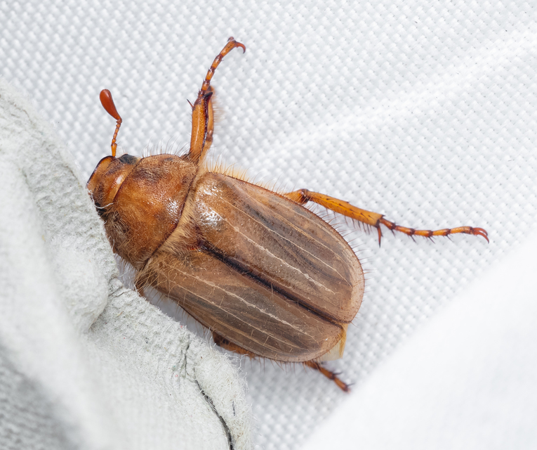 Amphimallon solstitiale - bordás sárgacserebogár