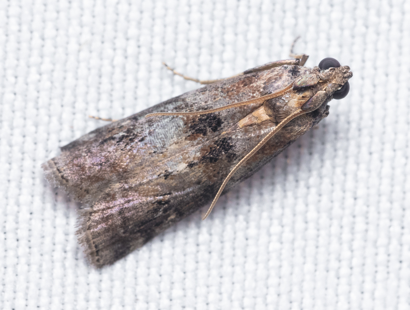 Phycitinae