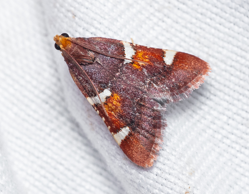 Pyralis regalis - pompás fényilonca