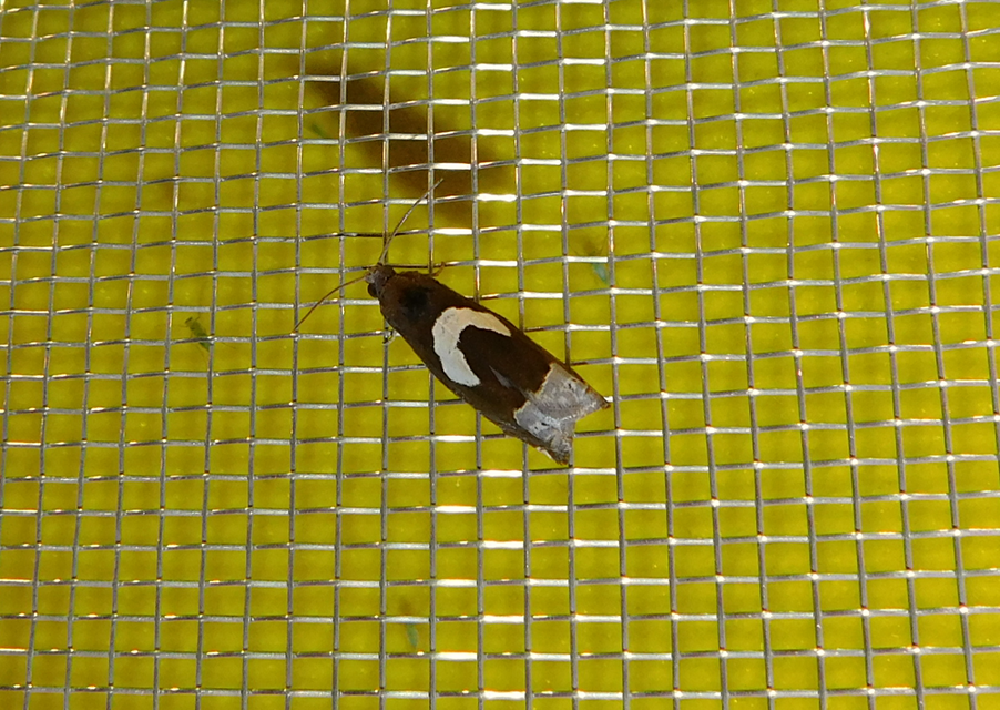 Epiblema foenella - kampósfoltú tükrösmoly