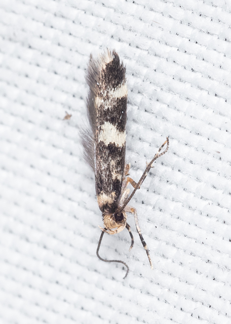 Oegoconia