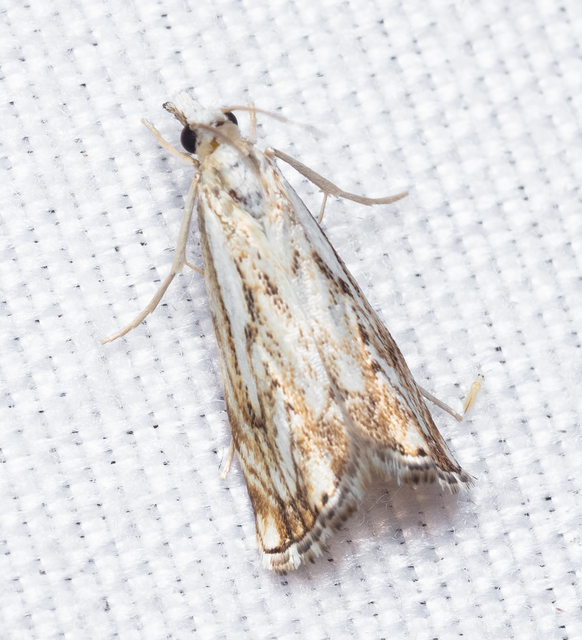 Catoptria falsella - hálós fűgyökérmoly