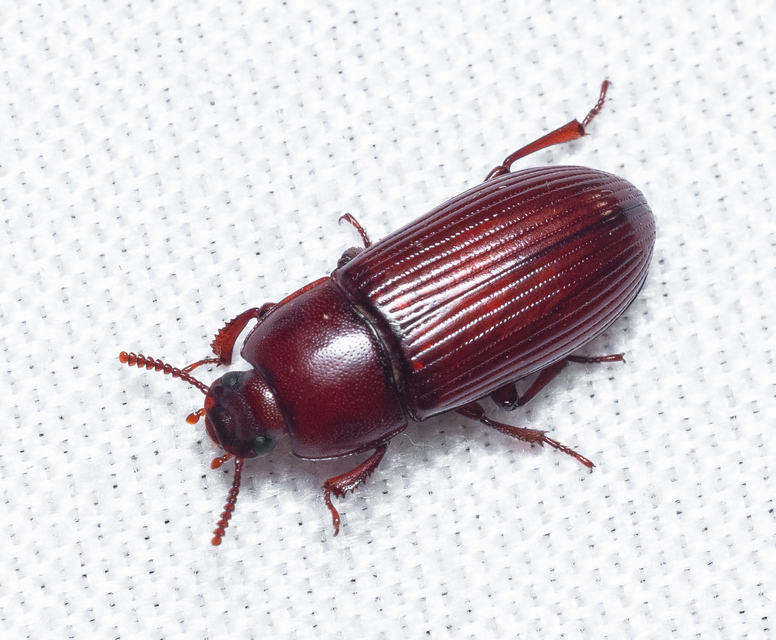 Uloma culinaris - nagy rágványbogár