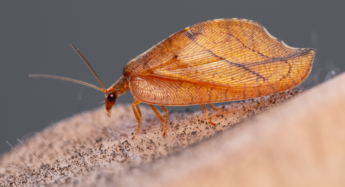 Drepanepteryx phalaenoides