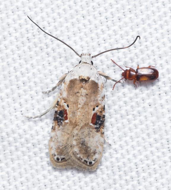 Agonopterix alstromeriana - bürök-laposmoly