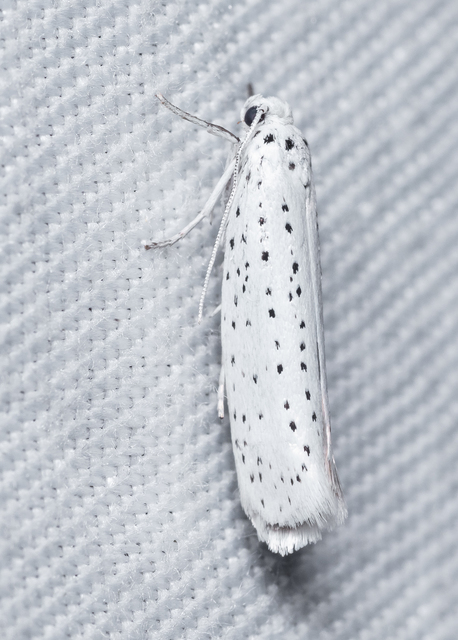 Yponomeuta evonymella - pókhálós májusfamoly
