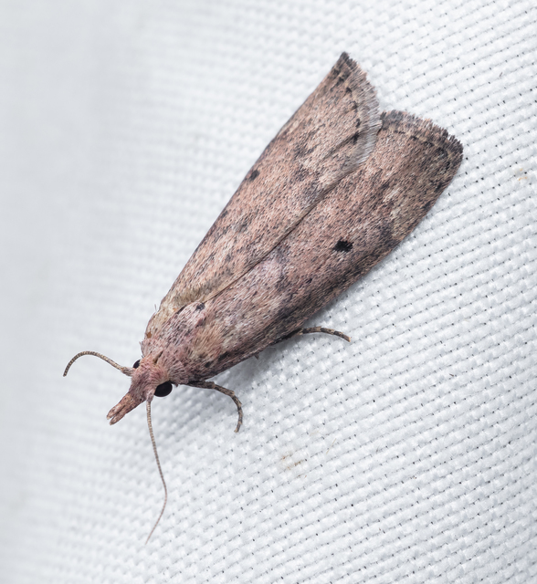 Galleriinae