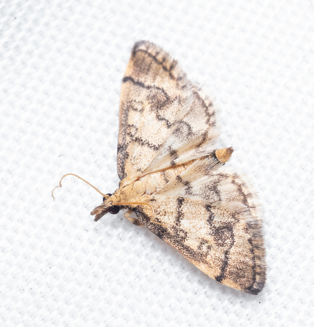 Metasia ophialis - kígyósávos tűzmoly