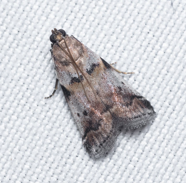 Phycitinae