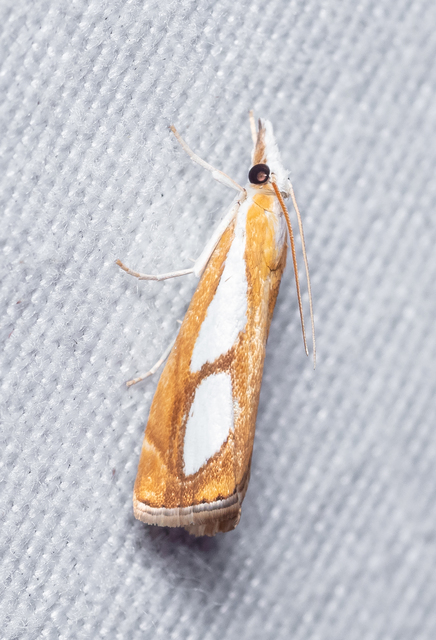 Catoptria pinella - ezüstös fűgyökérmoly