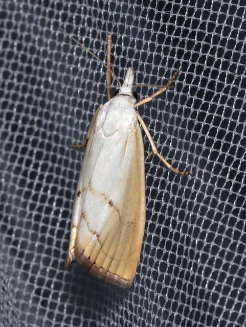 Xanthocrambus saxonellus - sárga fűgyökérmoly