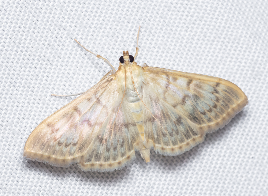 Patania ruralis - csalánevő tűzmoly