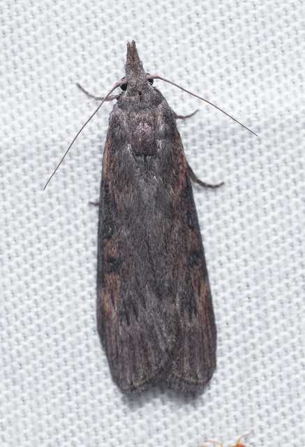 Galleriinae