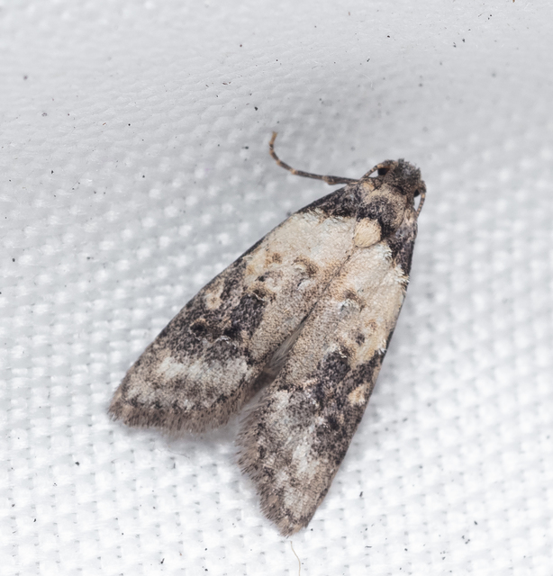 Carposina scirrhosella - közönséges csipkebogyómoly