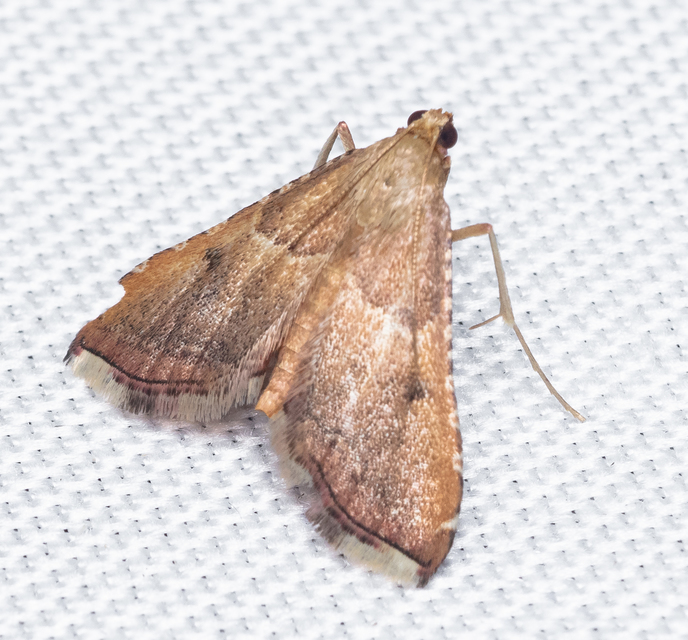 Endotricha flammealis - tüzesszárnyú fényilonca