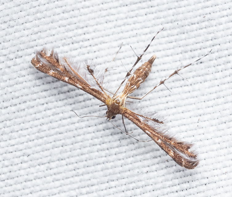 Pterophoridae - tollasmolyfélék
