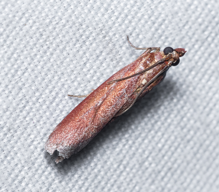 Phycitinae