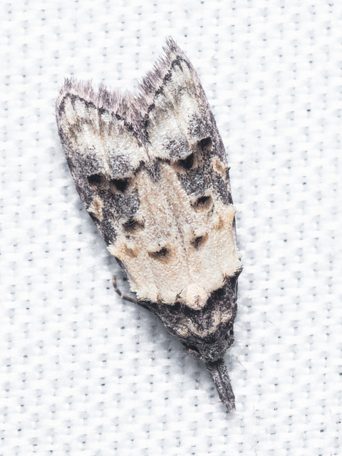 Carposina scirrhosella - közönséges csipkebogyómoly