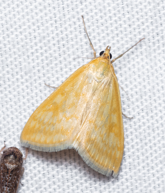 Sitochroa verticalis - világossárga dudvamoly