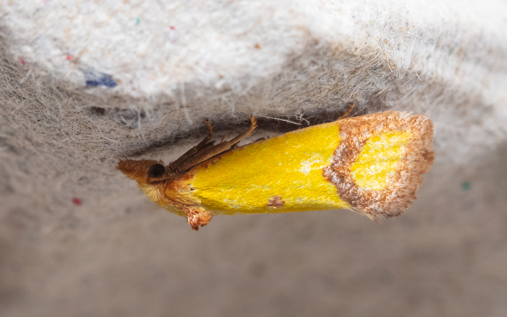 Agapeta zoegana - barnacsíkos sárgamoly