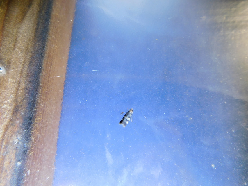 Oegoconia