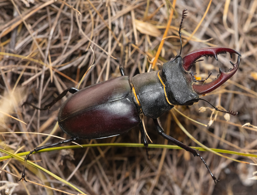 Lucanus cervus - nagy szarvasbogár