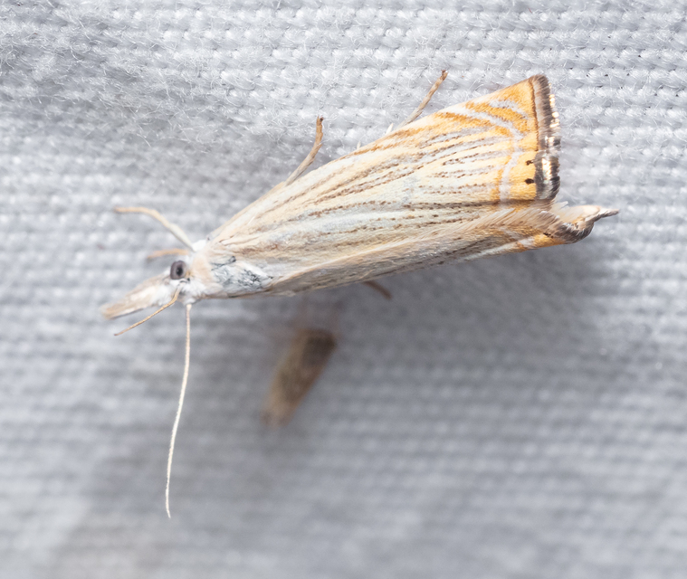 Chrysoteuchia culmella - kerti fűgyökérmoly