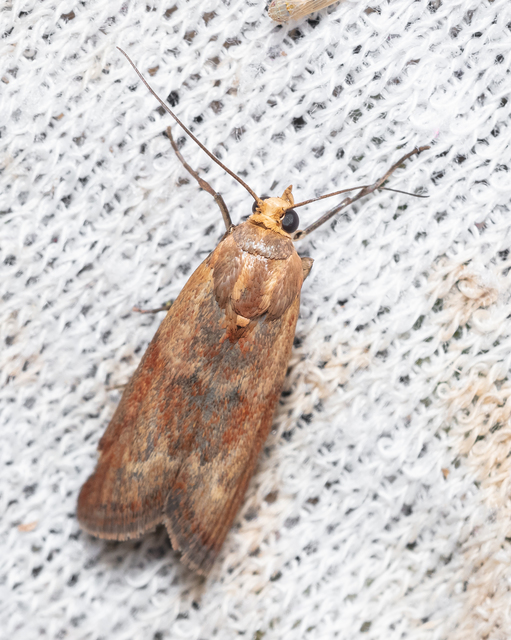 Phycitinae